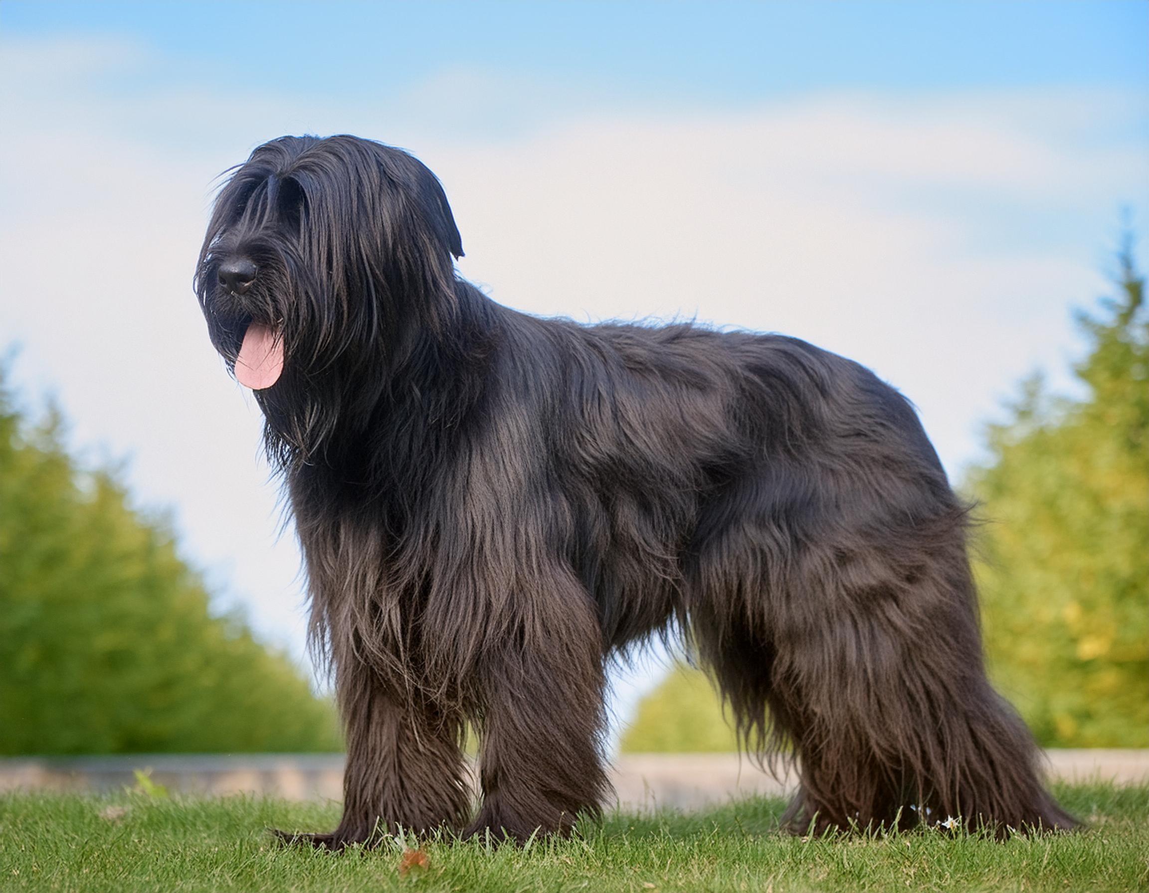 Briard